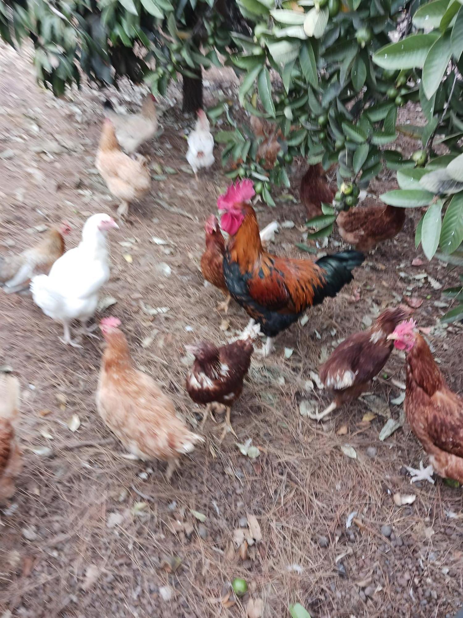 Finca Aramai Costa Adeje  Εξωτερικό φωτογραφία